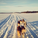 Kaamanen, husky safari